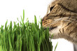 Cat eating grass