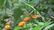 Two butterflies on a flower