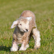 2 days old lamb