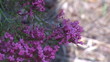 Video: Little bird flying near purple flowers Little bird flying near purple flowers