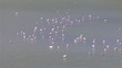 Wild flamingos in water
