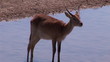 An African Impala in the Wild