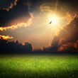 Fantasy landscape. Magic sunset and bird on sky