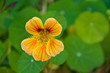 Blüte der Kapuzinerkresse