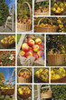 cueillette d'automne