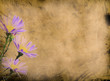 Grunge Flower background Grunge Flower background