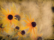 Grunge Flower background Grunge Flower background