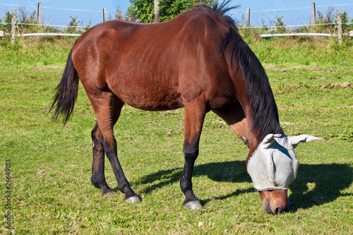 Photo: Horse grazing in a meadow. Horse grazing in a meadow.