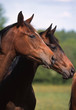 deux têtes de cheval de selle français de profil