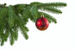 Red ball on spruce branch Red ball on spruce branch