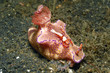 Nudibranch "Ceratosoma gracillimium"