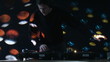 Video: Dj performing with lighting effects in the background Dj performing with lighting effects in the background