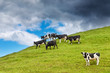 Grazing calves
