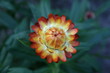 Strohblume