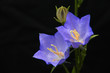 BLUE CAMPANULA in black background