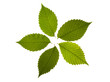 five green leaves of elm