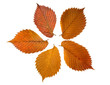 five brown autumn leaves of elm tree five brown autumn leaves of elm tree