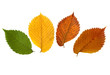 Four vibrant autumn leaves of elm tree