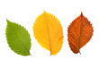 Three different coloured leaves of elm tree