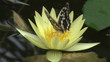 Video: Black butterfly coming on a yellow flower Black butterfly coming on a yellow flower