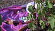 Close up of a picnic in a wineyard