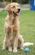 Chien