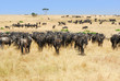 African landscape with antelopes gnu