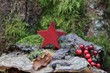 Roter Weihnachtsstern