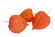 Physalis