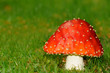 Fliegenpilz Fliegenpilz