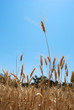 Campo de trigo