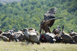 Griffon Vulture fight for food