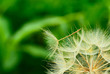 Dandelion close up against the nature Dandelion close up against the nature
