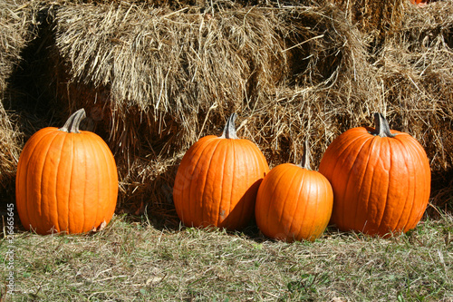 Photo: 4 pumpkins in grass near hay bales 4 pumpkins in grass near hay bales