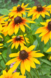 Yellow rudbeckia