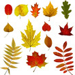 Photo: Autumn leaves collection Autumn leaves collection