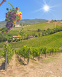 Wine Field, Chianti Region, Tuscany, Italy Wine Field, Chianti Region, Tuscany, Italy