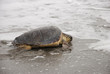 Tartaruga marina Caretta caretta