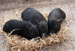 3 Cerditos