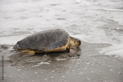 Photo: Tartaruga marina Caretta caretta Tartaruga marina Caretta caretta