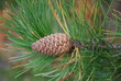 cone cone