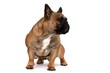 Französische Bulldogge Rüde sitzend