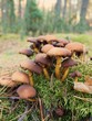 Oyster mushrooms Oyster mushrooms