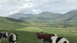 Video: Footage of a beautiful landscape with cows in the foreground Footage of a beautiful landscape with cows in the foreground