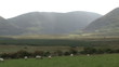 Video: Green landscape with sheep chewing the grass on the foreground Green landscape with sheep chewing the grass on the foreground