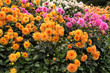Dahlien
