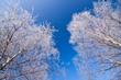 Photo: White frozen trees and blue sky White frozen trees and blue sky