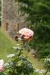 Windsor Castle's rose
