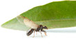 Formica Regina Alata Formica Regina Alata