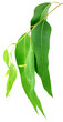 rameau de feuilles d'eucalyptus sur fond blanc